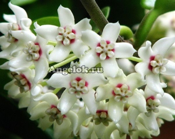 фото Хойя аустралис вариегатная (Hoya australis albomarginata) черенок от магазина магазина орхидей Ангелок