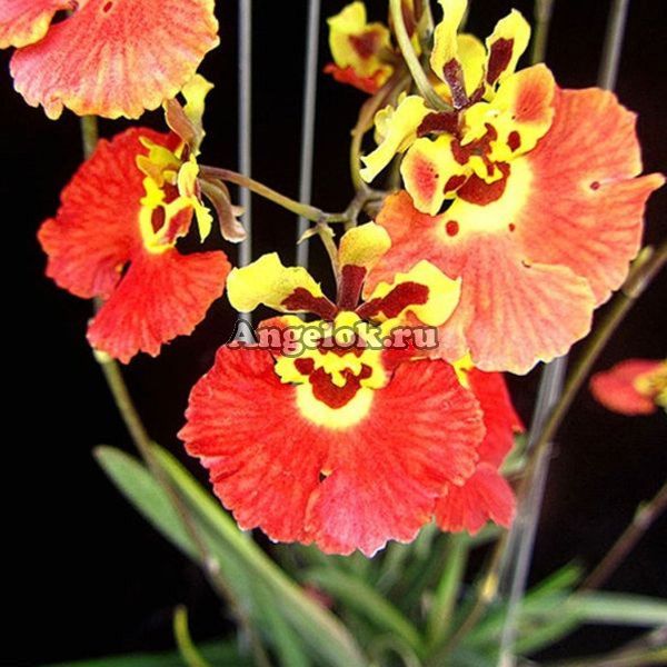 фото Толумния (Tolumnia Carrot) от магазина магазина орхидей Ангелок