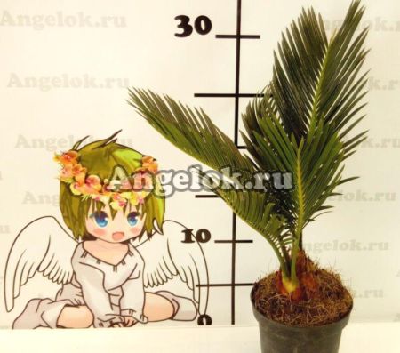 фото Цикас отогнутый (Cycas revoluta) от магазина магазина орхидей Ангелок