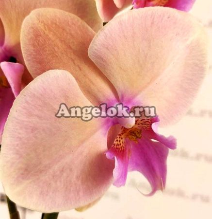 фото Фаленопсис Биг Лип Пастелло (Phalaenopsis Pastello Kiss) от магазина магазина орхидей Ангелок