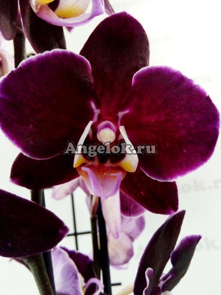 фото Фаленопсис Хэппи Ангел (Phalaenopsis Happy Angel) от магазина магазина орхидей Ангелок