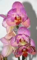 Фаленопсис (Phalaenopsis ) ph-38_1 пелорик