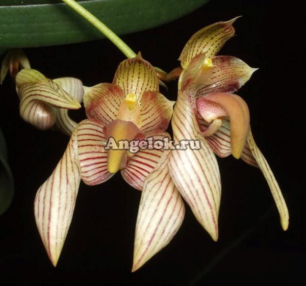 фото Бульбофиллум биколор (Bulb. bicolor) от магазина магазина орхидей Ангелок