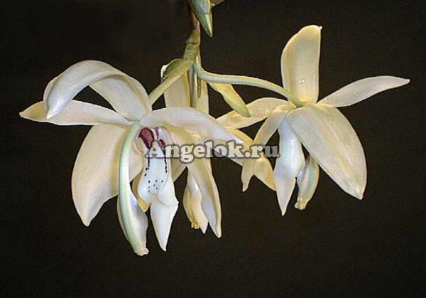 фото Стангопея (Stanhopea grandiflora) детка от магазина магазина орхидей Ангелок
