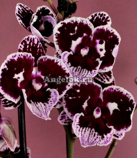 фото Фаленопсис Биг Лип (Phalaenopsis Bear) от магазина магазина орхидей Ангелок