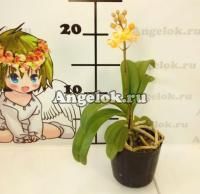 фото Вандопсис (Vdnps. Pulcherrimin) Тайвань от магазина магазина орхидей Ангелок