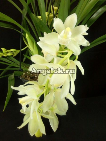 фото Цимбидиум каскадный белый (Cymbidium Ice Cascad) от магазина магазина орхидей Ангелок