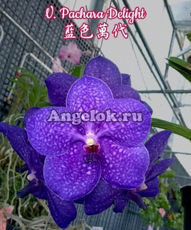 фото Ванда (Vanda Patchara Delight) Тайвань от магазина магазина орхидей Ангелок