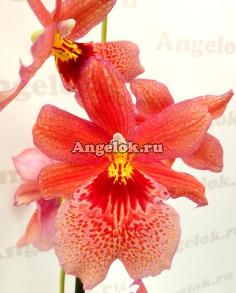 фото Камбрия (Oncidopsis Nelly Isler Orange) от магазина магазина орхидей Ангелок