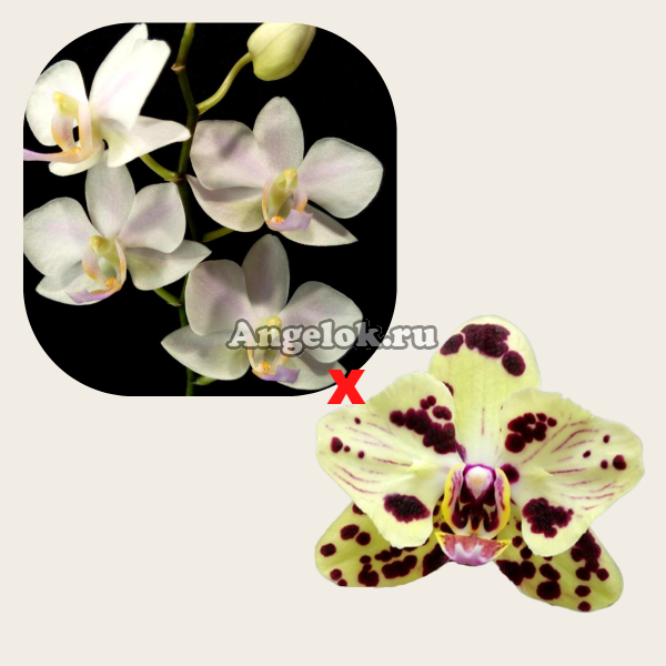 фото Фаленопсис гибрид детка (Phal.Hatuyuki х Phal. OX Sponge Bob peloric) от магазина магазина орхидей Ангелок