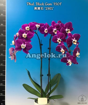 фото Фаленопсис черный (Phalaenopsis Black Gem '1901') Тайвань от магазина магазина орхидей Ангелок