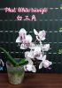 фото Фаленопсис (Phalaenopsis White Triangle) Тайвань от магазина магазина орхидей Ангелок