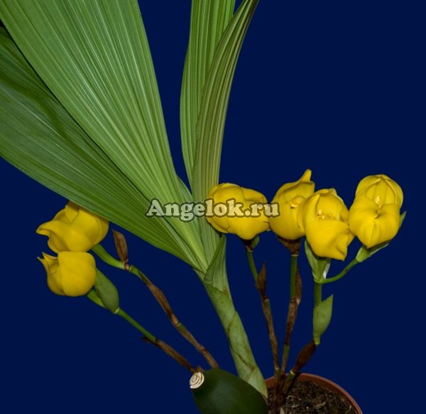 фото Ангулоа (Anguloa clowesii) от магазина магазина орхидей Ангелок