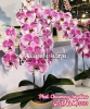 фото Фаленопсис Биг Лип (Phalaenopsis Charming Angelina) Тайвань от магазина магазина орхидей Ангелок