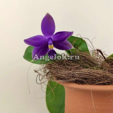 фото Фаленопсис Виолацея Индиго (Phalaenopsis violacea var. indigo × sib) Тайвань от магазина магазина орхидей Ангелок