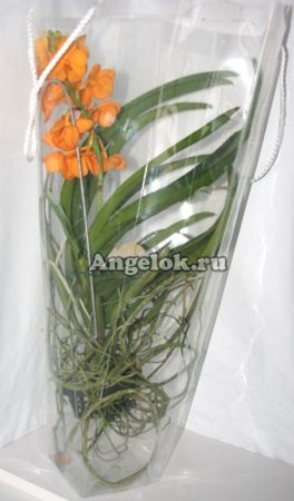 фото Ванда (Ascocenda) оранжевая от магазина магазина орхидей Ангелок