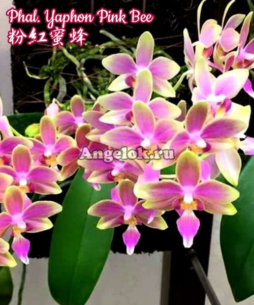 фото Фаленопсис (Phalaenopsis Yaphon Pink Bee) Тайвань от магазина магазина орхидей Ангелок