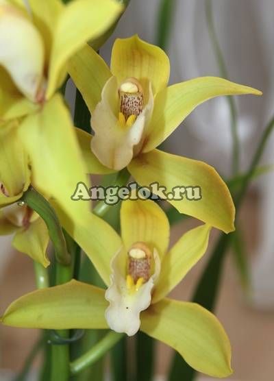 фото Цимбидиум (Cymbidium) c-07 от магазина магазина орхидей Ангелок