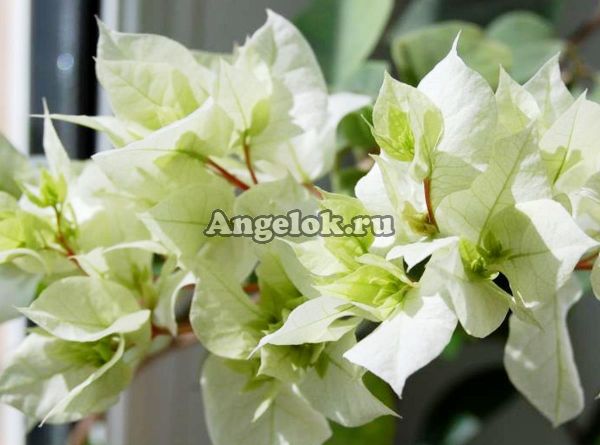 фото Бугенвиллия (Bougainvillea Limberlost Beauty) черенок от магазина магазина орхидей Ангелок