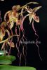 фото Пафиопедилум (Paphiopedilum Angel Hair) от магазина магазина орхидей Ангелок