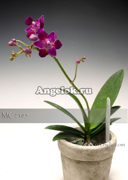 фото Фаленопсис пелорик (Phalaenopsis Liu’s Bride Rouge “KF #1 ” ES type) Тайвань от магазина магазина орхидей Ангелок