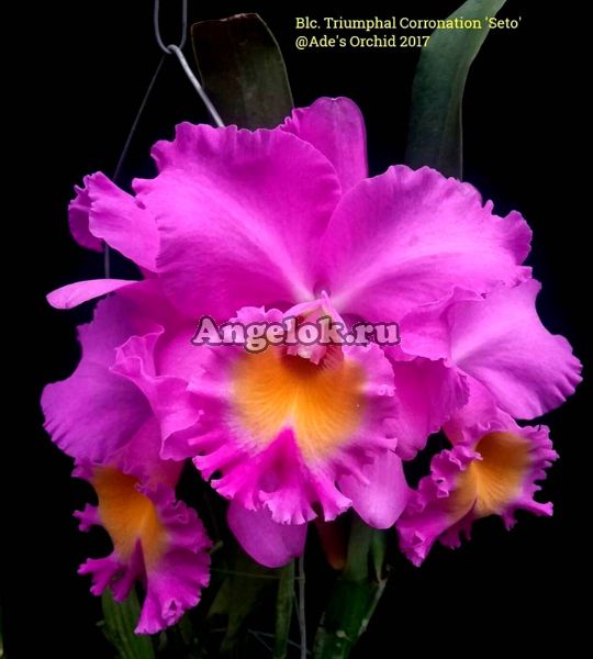 фото Каттлея (Rlc.Pink Empress X Rlc.Triumphal Coronation) Тайвань от магазина магазина орхидей Ангелок