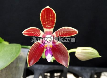 фото Фаленопсис Корнинга взрослый (Phalaenopsis corningiana x sib) Тайвань от магазина магазина орхидей Ангелок