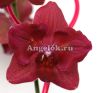 фото Фаленопсис (Phalaenopsis ) ph-80 от магазина магазина орхидей Ангелок
