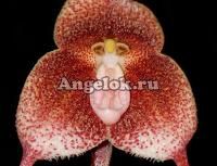 фото Дракула (Dracula sibundoyensis) от магазина магазина орхидей Ангелок