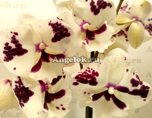 фото Фаленопсис Биг Лип (Phalaenopsis Sparkling Kiss) от магазина магазина орхидей Ангелок