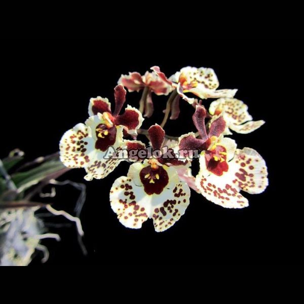 фото Толумния (Tolumnia Mocha Dot) от магазина магазина орхидей Ангелок