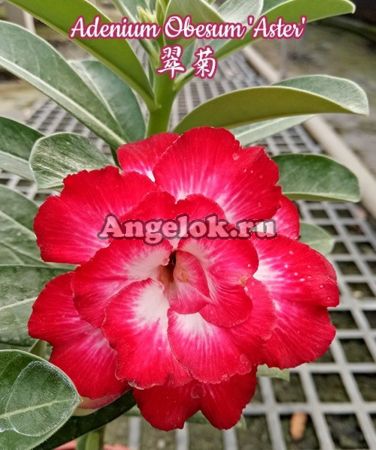 фото Адениум (Adenium obesum Aster) от магазина магазина орхидей Ангелок