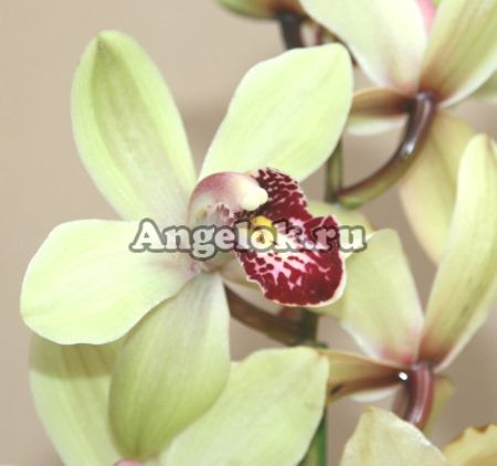 фото Цимбидиум (Cymbidium) c-09 от магазина магазина орхидей Ангелок