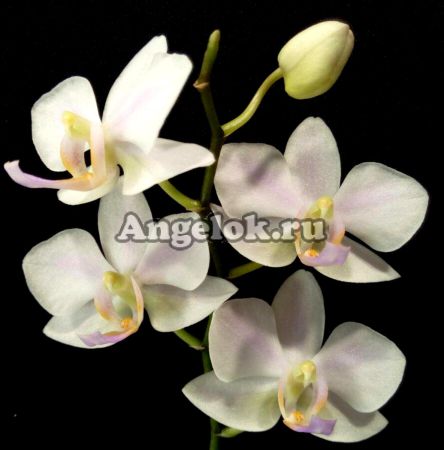 фото Фаленопсис Хатуюки (Phalaenopsis Hatuyuki) Тайвань от магазина магазина орхидей Ангелок