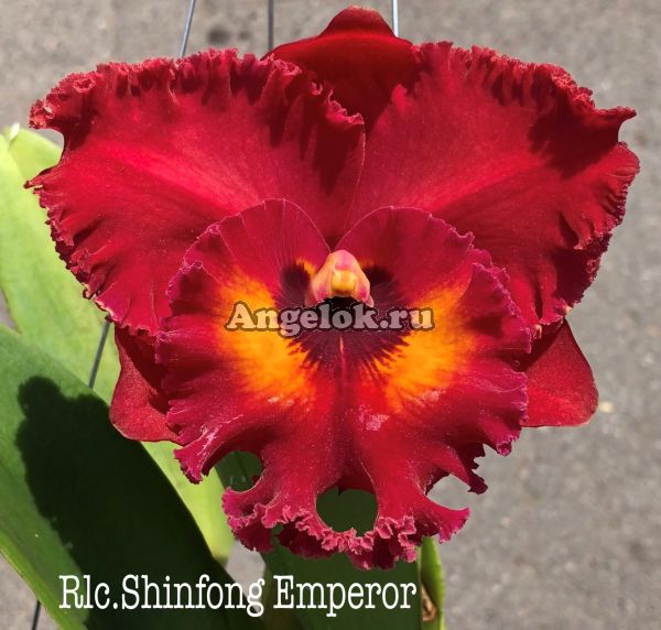 фото Каттлея (Rlc.Shinfong Emperor) от магазина магазина орхидей Ангелок