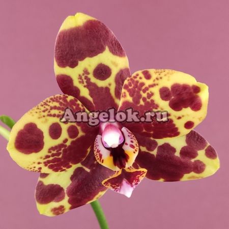 фото Фаленопсис (Phalaenopsis GW Green World 'Snakeskin') от магазина магазина орхидей Ангелок