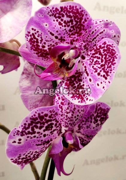 фото Фаленопсис Анна (Phalaenopsis Anna) от магазина магазина орхидей Ангелок