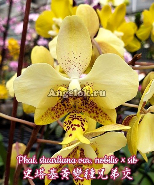 фото Фаленопсис Стюарта (Phalaenopsis stuartiana var. nobilis) Тайвань от магазина магазина орхидей Ангелок