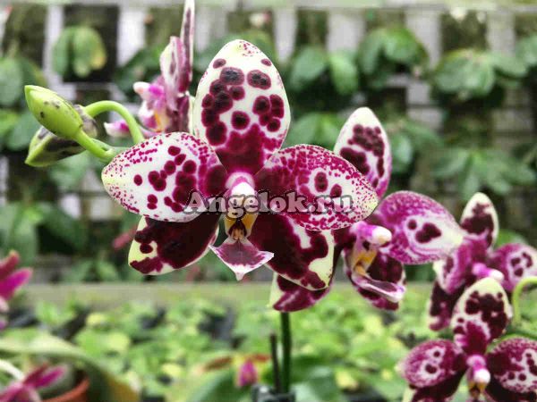 фото Фаленопсис (Phalaenopsis TH's Pit Viper) Тайвань от магазина магазина орхидей Ангелок