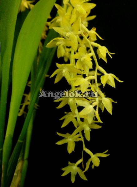 фото Дендрохилум (Dendrochilum abbreviatum) Тайвань от магазина магазина орхидей Ангелок