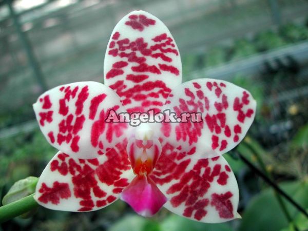 фото Фаленопсис (Phalaenopsis Auspice Knight 'KF') Тайвань от магазина магазина орхидей Ангелок