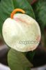 фото Антуриум Шерцера (Anthurium scherzerianum) 02 белый от магазина магазина орхидей Ангелок