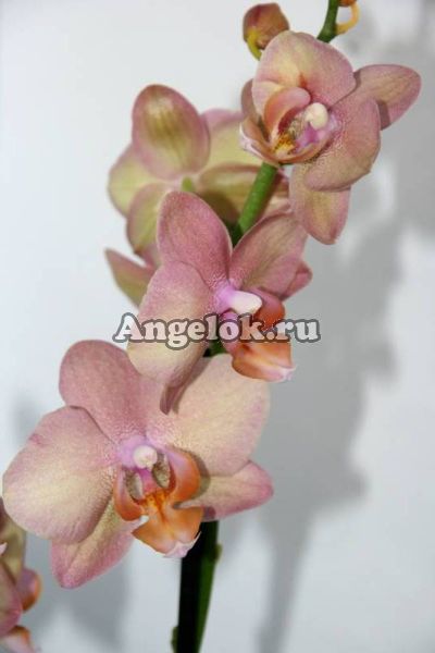 фото Фаленопсис (Phalaenopsis ) ph-11 от магазина магазина орхидей Ангелок