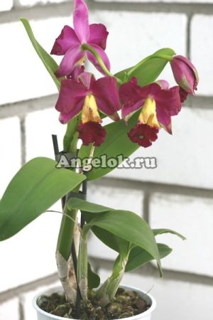фото Каттлея (Cattleya) cat-14 от магазина магазина орхидей Ангелок