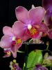 фото Фаленопсис Парфюмерная фабрика (Phalaenopsis Dusty Belle) от магазина магазина орхидей Ангелок