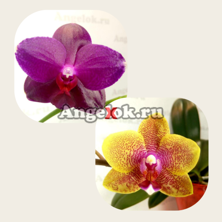 фото Фаленопсис (Sogo Relex '1661' × Sogo Lawrence) Тайвань от магазина магазина орхидей Ангелок