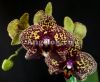 фото Фаленопсис Желтый Леопард детка (Phalaenopsis I-Hsin Yellow Leopard) Тайвань от магазина магазина орхидей Ангелок