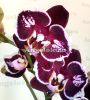 фото Фаленопсис (Phalaenopsis ) ph-129 от магазина магазина орхидей Ангелок