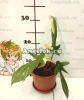 Филодендрон Маска (Philodendron Squamiferum Magic Mask)