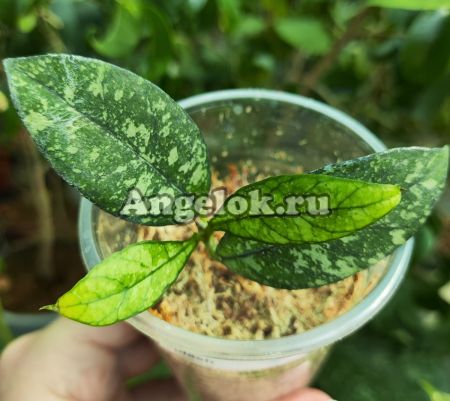 фото Хойя Крассипетиолата (Hoya Crassipetiolata splash) черенок от магазина магазина орхидей Ангелок